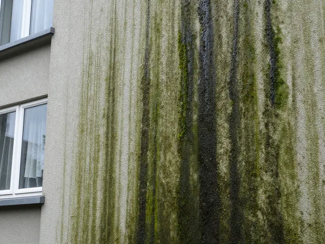 Fassade grün verfärbt: So entfernen Sie Algenbefall dauerhaft und richtig
